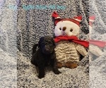 Small #7 Goldendoodle