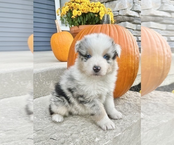 Medium Photo #4 Australian Shepherd Puppy For Sale in LODA, IL, USA