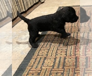 Labradoodle Puppy for sale in CANBY, OR, USA