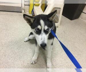 Siberian Husky Dogs for adoption in Riverside, CA, USA