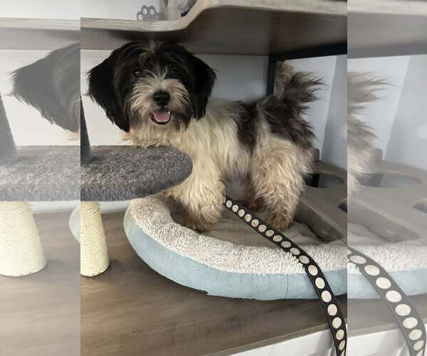 Medium Photo #2 Shih Tzu-Unknown Mix Puppy For Sale in Greenville, SC, USA