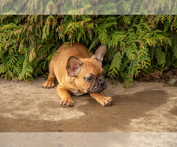 Medium Photo #3 French Bulldog Puppy For Sale in WOOD DALE, IL, USA