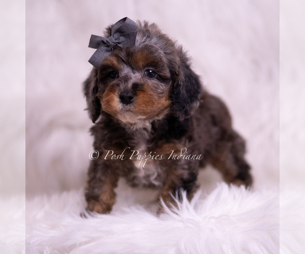Medium Photo #72 Poodle (Toy) Puppy For Sale in WARSAW, IN, USA