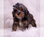 Small #1 Poodle (Toy)