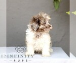 Small #3 ShihPoo