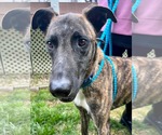Small #1 Greyhound