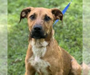 Labrador Retriever-Rhodesian Ridgeback Mix Dogs for adoption in Yardley, PA, USA
