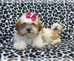 Small Photo #2 Zuchon Puppy For Sale in LAKELAND, FL, USA