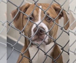 Mutt Dogs for adoption in Anchorage, AK, USA