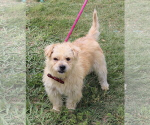 Cairn Terrier-Unknown Mix Dogs for adoption in Bandera, TX, USA