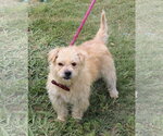 Small Cairn Terrier Mix