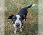 Small #2 Labrador Retriever Mix