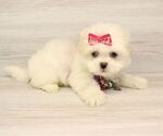 Small Photo #9 Mal-Shi Puppy For Sale in LAS VEGAS, NV, USA