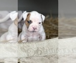 Small Photo #7 American Bulldog Puppy For Sale in PLUMAS LAKE, CA, USA