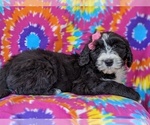 Small Photo #5 Sheepadoodle Puppy For Sale in PORT DEPOSIT, MD, USA