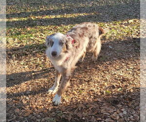 Australian Shepherd Dogs for adoption in Sanford, FL, USA