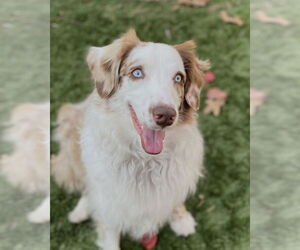 Australian Shepherd Dogs for adoption in Dallas, TX, USA