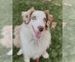 Small Australian Shepherd