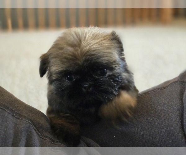 Medium Photo #1 Shih Tzu Puppy For Sale in CARLYLE, IL, USA