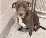 Small Staffordshire Bull Terrier