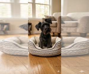 - Mix Dogs for adoption in Vail, AZ, USA