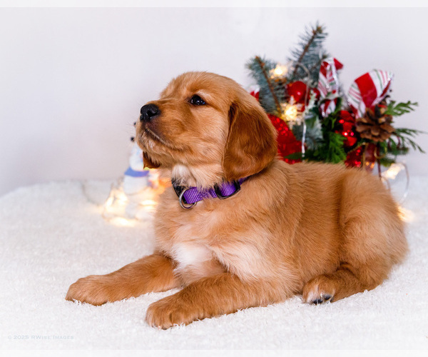 Medium Photo #7 Golden Retriever Puppy For Sale in WAKARUSA, IN, USA