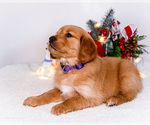 Small #6 Golden Retriever