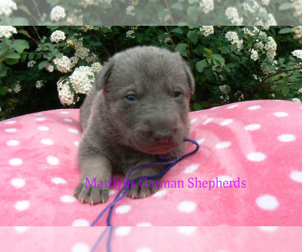 Medium Photo #1 German Shepherd Dog Puppy For Sale in PIEDMONT, MO, USA