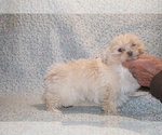 Small #4 ShihPoo