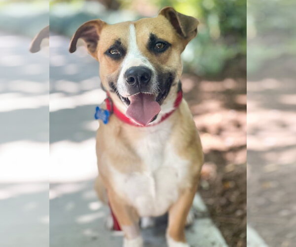 Medium Photo #2 Beagle-Unknown Mix Puppy For Sale in Corona, CA, USA