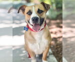 Small #1 Beagle Mix