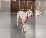 Small #2 Labradoodle