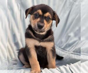 Mutt Dogs for adoption in San Diego, CA, USA