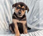 Chess Pup - Pawn - Female Mutt Dog for Adoption - Small photo
