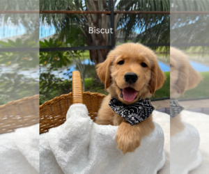 Medium Golden Retriever