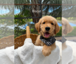 Puppy 4 Golden Retriever