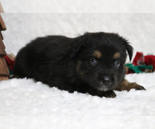 Medium Photo #2 Australian Shepherd Puppy For Sale in STAFFORD, VA, USA