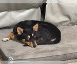 Small #2 Collie Mix