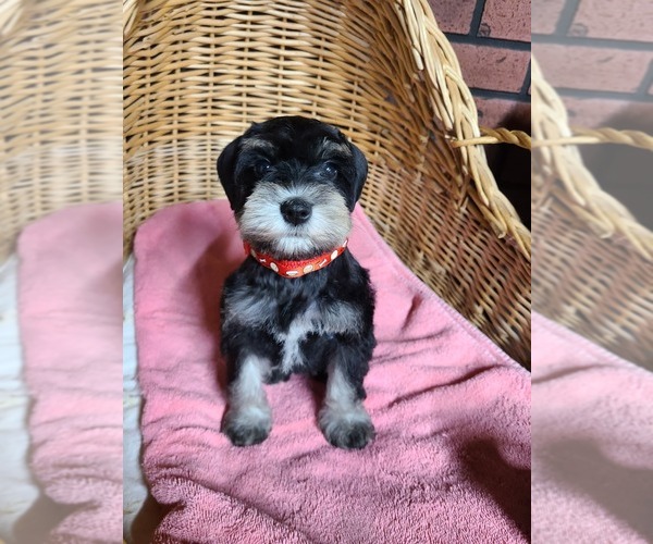Medium Photo #1 Schnauzer (Miniature) Puppy For Sale in HUMESTON, IA, USA