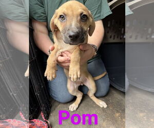 Black Mouth Cur-Unknown Mix Dogs for adoption in Franklin, North Carolina, NC, USA