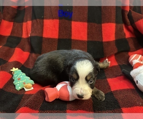 Medium Photo #3 Miniature Australian Shepherd Puppy For Sale in QUINCY, CA, USA
