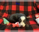 Small Photo #14 Miniature Australian Shepherd Puppy For Sale in QUINCY, CA, USA