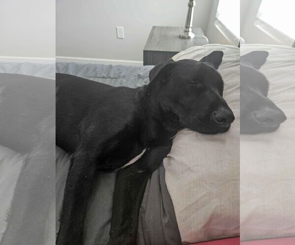 Medium Photo #5 Shepradors Puppy For Sale in Caribou, ME, USA