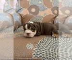 Small Photo #8 English Bulldog Puppy For Sale in CIBOLO, TX, USA