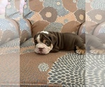 Small #7 English Bulldog