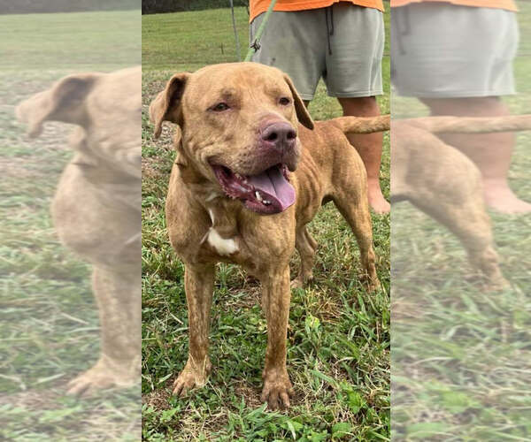 Medium Photo #3 Mutt Puppy For Sale in Abbeville, LA, USA