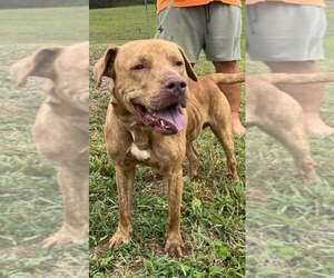 Bruce - Male Mutt Dog for Adoption - Photo #3