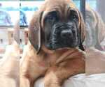 Small Photo #2 Mastiff Puppy For Sale in CRYSTAL, MN, USA