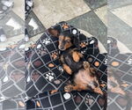 Small #1 Dachshund
