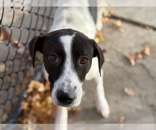 Medium Photo #1 Plott Hound-Unknown Mix Puppy For Sale in Tulsa, OK, USA
